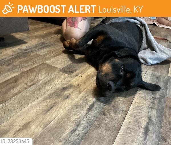 Found/Stray Female Dog last seen Stone bluff, Louisville, KY 40228