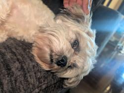Found/Stray Male Dog last seen Edgebrook dr, Houston, TX 77034