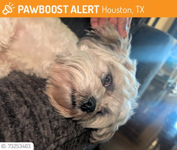 Found/Stray Male Dog last seen Edgebrook dr, Houston, TX 77034
