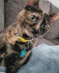Lost Female Cat last seen By the playgound/mailboxes on Sweetgrass, Powdersville, SC 29673