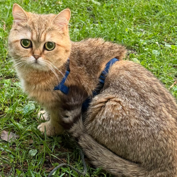 Reunited Female Cat last seen Near Block of E Dayton St., Madison, WI 53703