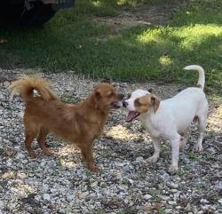 Found/Stray Male Dog last seen Wilson Road and hwy 59, Fayette County, TN 38068