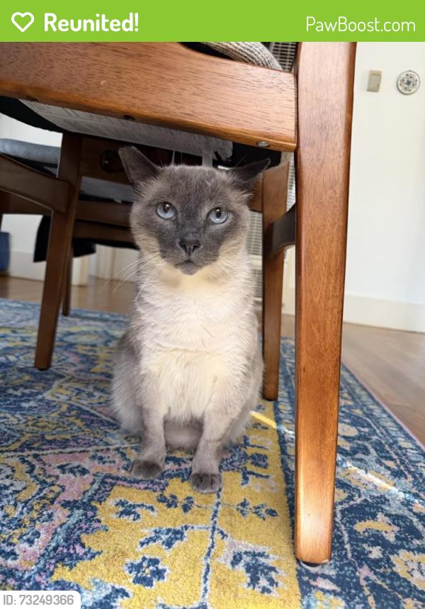 Reunited Male Cat last seen 60th and Murdoch, Oakland, CA 94605