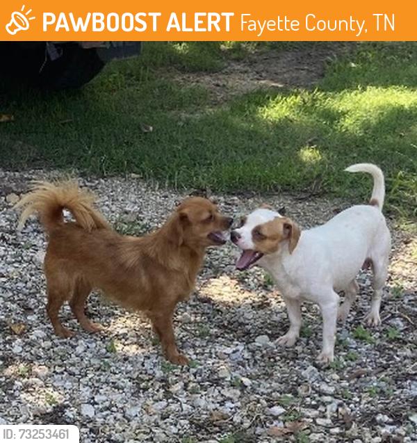 Found/Stray Male Dog last seen Wilson Road and hwy 59, Fayette County, TN 38068