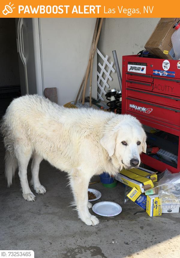 Found/Stray Unknown Dog last seen Nellis and Sahara, Las Vegas, NV 89104