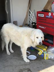 Found/Stray Unknown Dog last seen Nellis and Sahara, Las Vegas, NV 89104