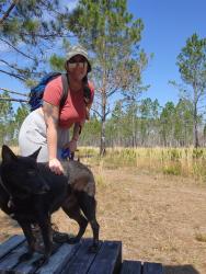 Lost Female Dog last seen Se 153rd terrace, Alachua County, FL 32640