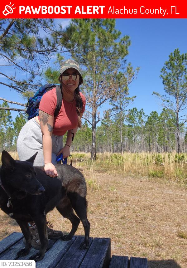 Lost Female Dog last seen Se 153rd terrace, Alachua County, FL 32640