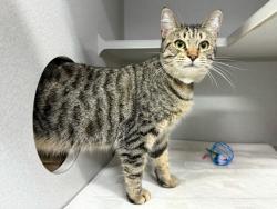 Shelter Stray Male Cat last seen Near Saint Nicholas Terrace, NEW YORK, NY, 10027, 326 E 110th St, New York, NY 10029, USA