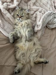 Reunited Male Cat last seen White swan in wickford, Essex, England SS11 7NE