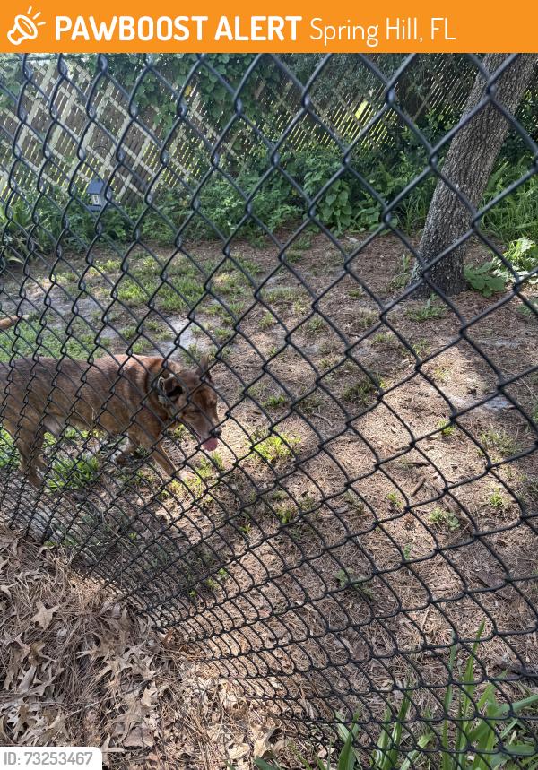 Found/Stray Male Dog last seen Philatelic and Hilltop Circle, Spring Hill, FL 34606