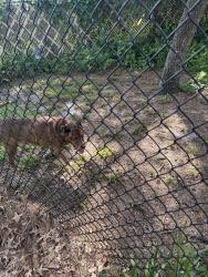 Found/Stray Male Dog last seen Philatelic and Hilltop Circle, Spring Hill, FL 34606