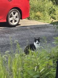 Found/Stray Unknown Cat last seen 2nd st and 3rd st, Nashua, NH 03060