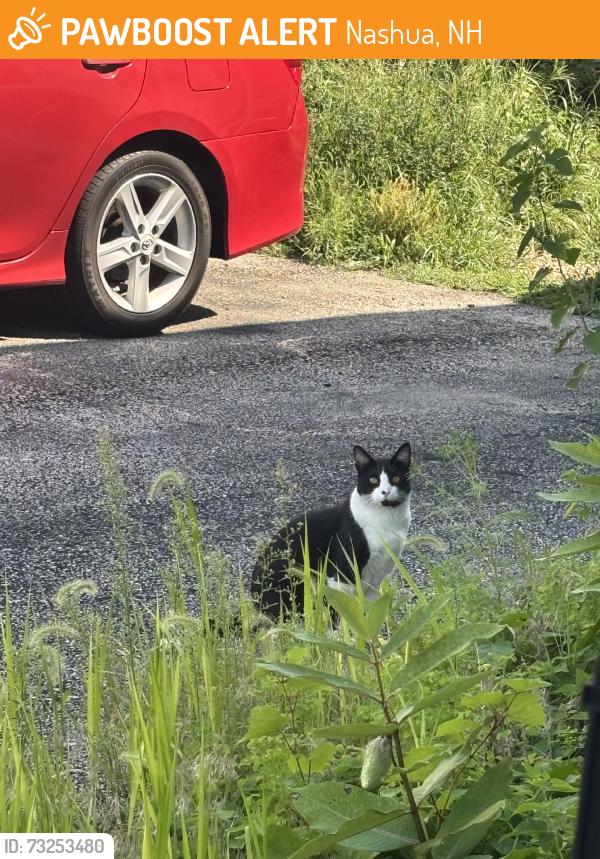 Found/Stray Unknown Cat last seen 2nd st and 3rd st, Nashua, NH 03060