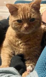 Reunited Male Cat last seen Cedar and Hagert, Philadelphia, PA 19125