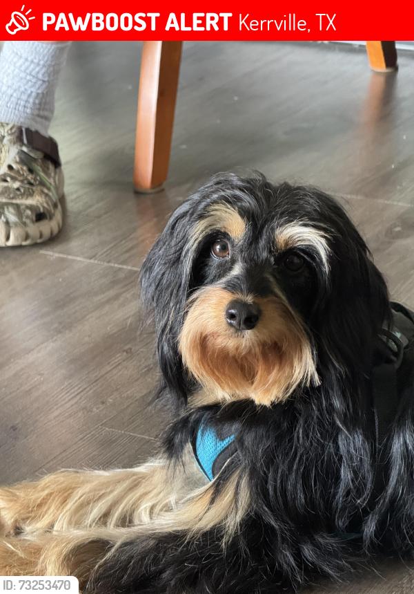 Lost Female Dog last seen Riverhill Golf Course, Kerrville, TX, Kerrville, TX 78028