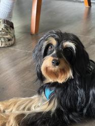 Lost Female Dog last seen Riverhill Golf Course, Kerrville, TX, Kerrville, TX 78028