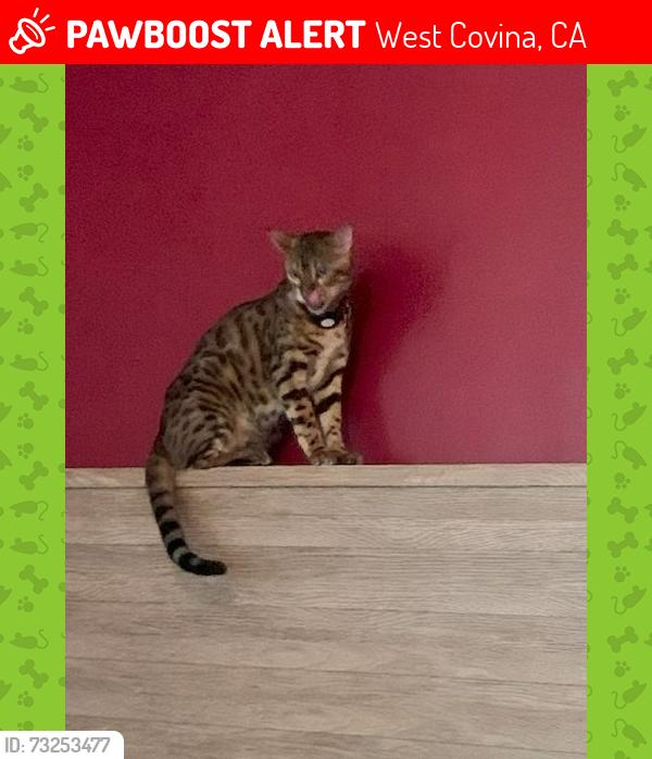 Lost Male Cat last seen glenview road and merced, West Covina, West Covina, CA 91791
