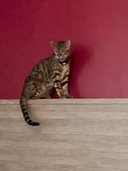 Lost Male Cat last seen glenview road and merced, West Covina, West Covina, CA 91791