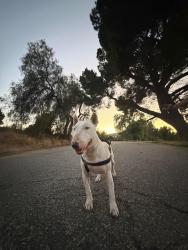 Reunited Female Dog last seen Lake vie, Los Angeles, CA 91342