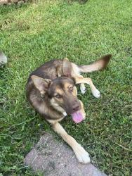 Found/Stray Male Dog last seen Rockhurst and McKean, Houston, TX 77080