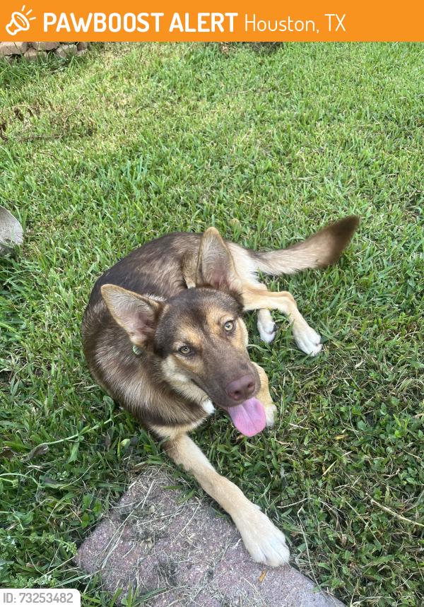 Found/Stray Male Dog last seen Rockhurst and McKean, Houston, TX 77080