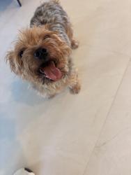 Reunited Female Dog last seen Chickasaw estates near Red Bay Dr and Holly Bay Way, Orlando, FL 32829