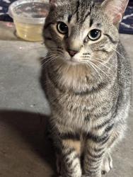 Found/Stray Male Cat last seen Man road. Kentucky avenue., Indianapolis, IN 46221