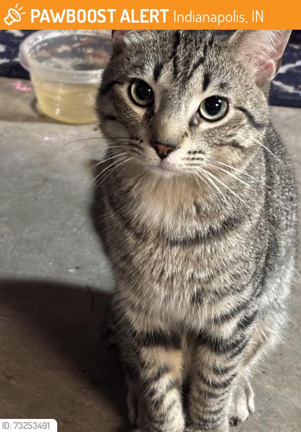 Found/Stray Male Cat last seen Man road. Kentucky avenue., Indianapolis, IN 46221