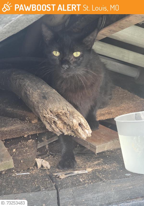 Found/Stray Unknown Cat last seen Heidelberg and kammerer, St. Louis, MO 63123