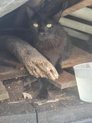Found/Stray Unknown Cat last seen Heidelberg and kammerer, St. Louis, MO 63123