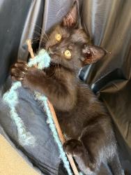 Lost Female Cat last seen Between quail hollow neighborhood and Beryl Baptist church, Vilonia, AR 72173
