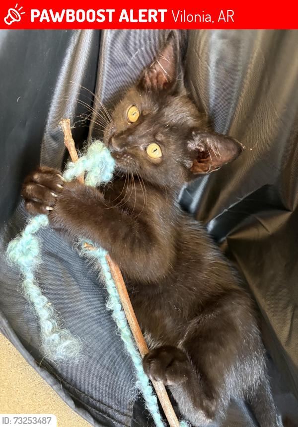 Lost Female Cat last seen Between quail hollow neighborhood and Beryl Baptist church, Vilonia, AR 72173