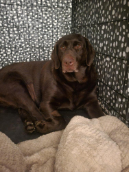 Lost Female Dog last seen last seen near Hanover street, Pottstown, PA 19464