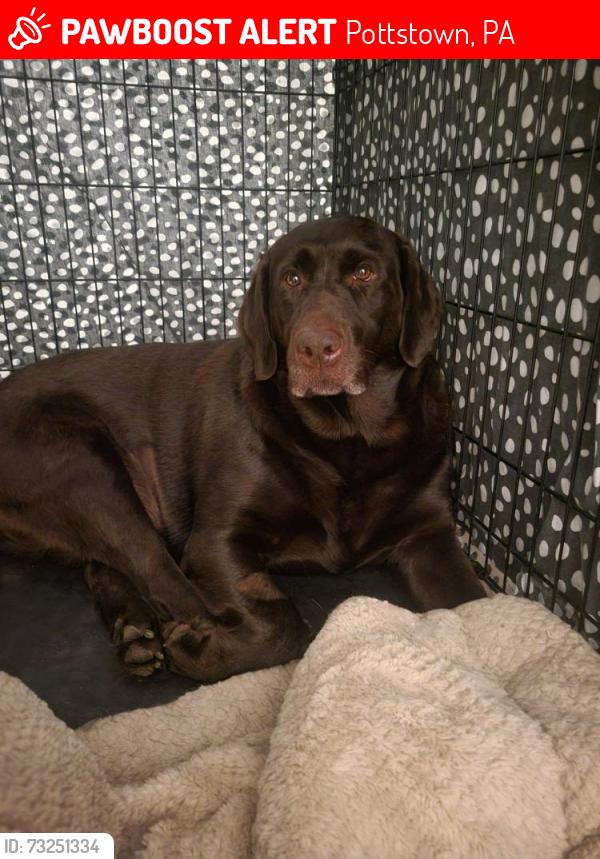 Lost Female Dog last seen last seen near Hanover street, Pottstown, PA 19464
