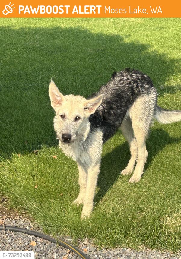 Found/Stray Unknown Dog last seen Baseline Road, Moses Lake, WA 98837
