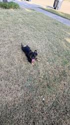 Reunited Female Dog last seen Virginia Hills, McKinney, TX 75071