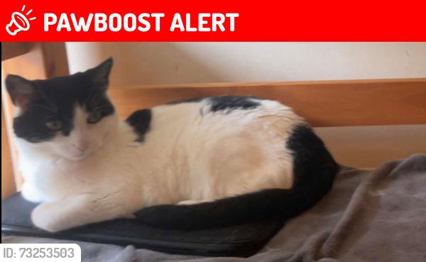 Lost Female Cat last seen Islington central library, Greater London, England N7 8NB