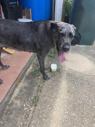 Reunited Female Dog last seen Buoy dr, Pensacola, FL 32507