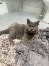 Lost Male Cat last seen Wf2 0tz, West Yorkshire, England WF2 0TZ