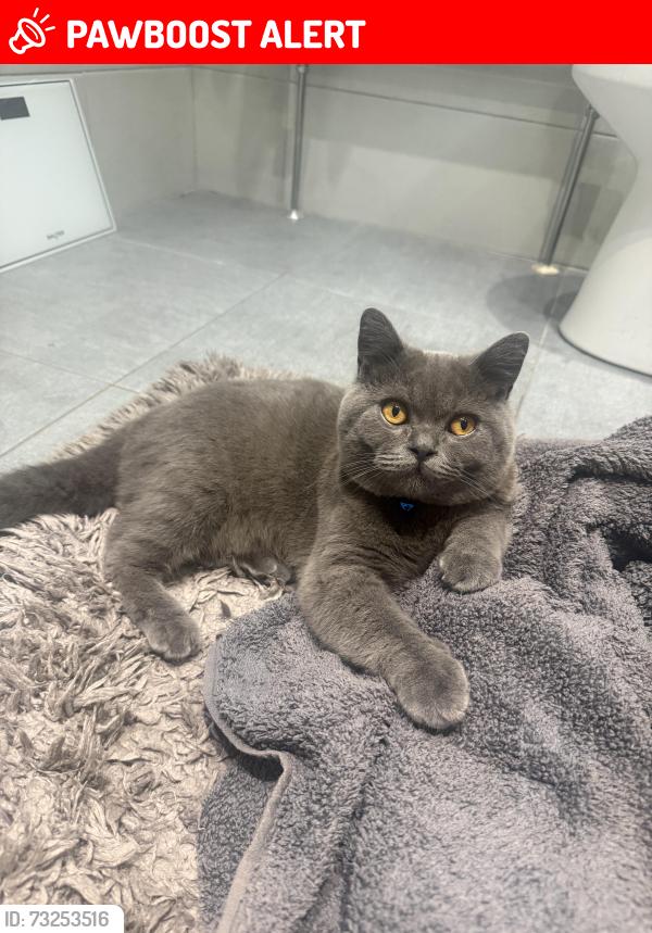 Lost Male Cat last seen Wf2 0tz, West Yorkshire, England WF2 0TZ