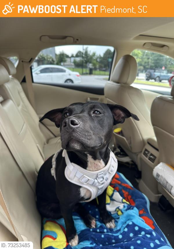 Found/Stray Female Dog last seen Lakeside Park, Piedmont, SC 29673