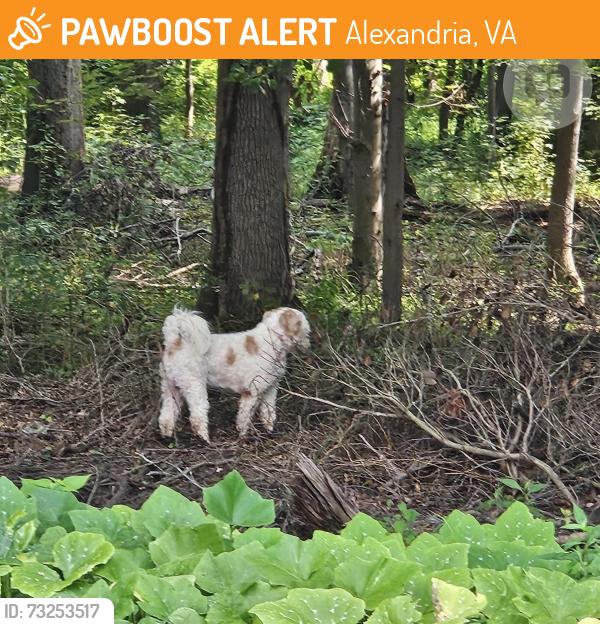 Found/Stray Unknown Dog last seen D’evereux circle drive, Alexandria, VA 22315