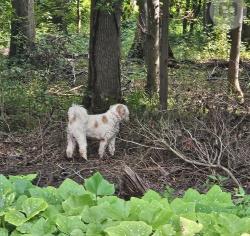 Found/Stray Unknown Dog last seen D’evereux circle drive, Alexandria, VA 22315