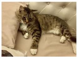 Reunited Male Cat last seen 62nd Avenue and 25th Street North, St Petersburg, Fl. 33702, St. Petersburg, FL 33702