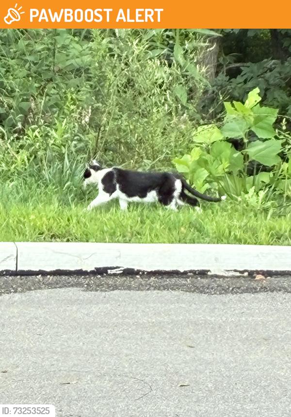 Found/Stray Unknown Cat last seen Seneca Valley High School Parking lot, Jackson Township, PA 16037