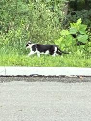 Found/Stray Unknown Cat last seen Seneca Valley High School Parking lot, Jackson Township, PA 16037