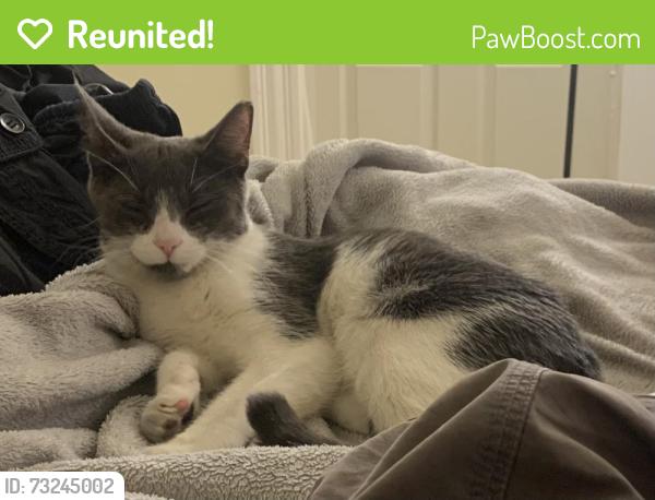 Reunited Unknown Cat last seen Knight St and Ring St, Federal Hill, Providence RI, Providence, RI 02909