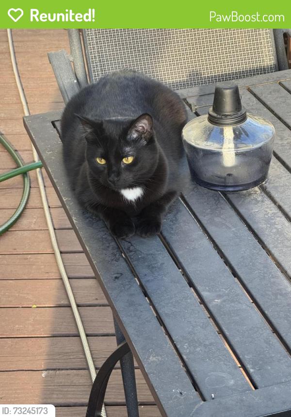 Reunited Female Cat last seen Our backyard, Centreville, VA 20120