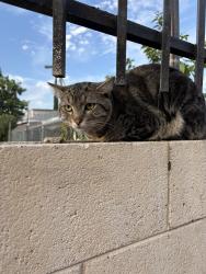 Found/Stray Unknown Cat last seen Webber, Pomona, CA 91768